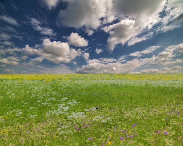 Landskap Med Vit Ett Gula Blommor Fält Blå Himmel — Stockfoto