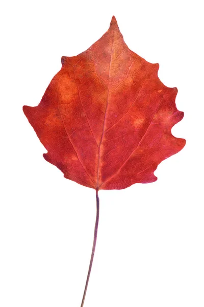 Dark Red Aspen Fall Leaf Isolated White Background — Stock Photo, Image