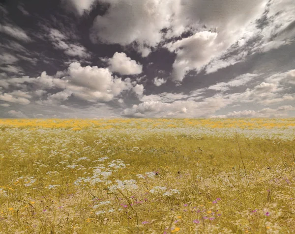 Landskap Med Vit Ett Gula Blommor Fält Blå Himmel — Stockfoto