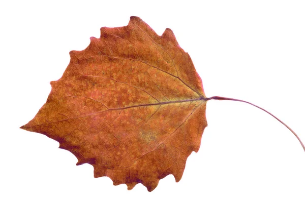 茶色のアスペンに落ちる葉は 白い背景で隔離 — ストック写真