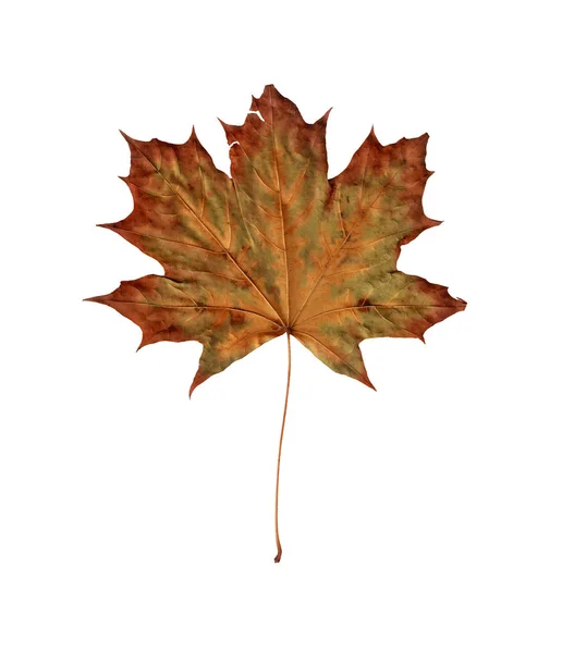 old maple fall leaf isolated on white background