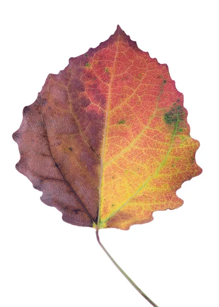 Hoja Otoño Álamo Viejo Aislado Sobre Fondo Blanco —  Fotos de Stock