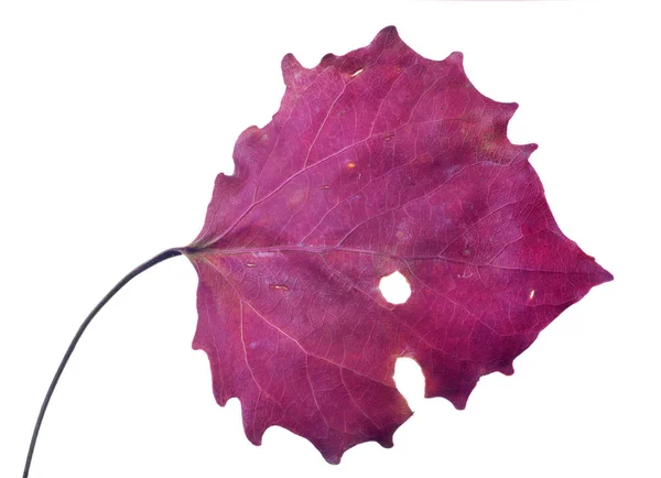 Dark Red Aspen Fall Leaf Isolated White Background — Stock Photo, Image