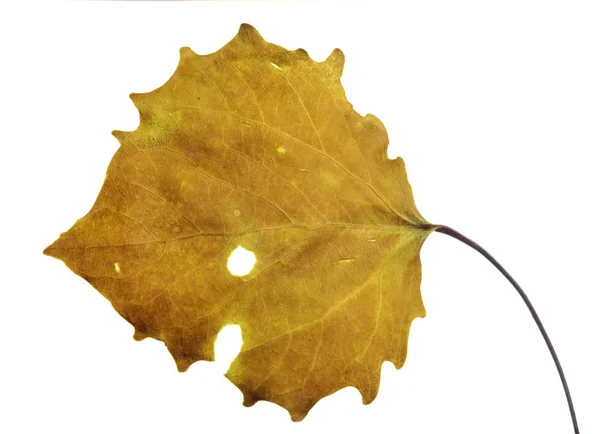 Gold Aspen Fall Leaf Isolated White Background — Stock Photo, Image