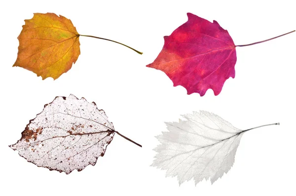 Четыре Осенних Листья Изолированы Белом Фоне — стоковое фото