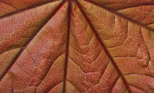 Macro Photo Orange Red Leaf — Stock Photo, Image