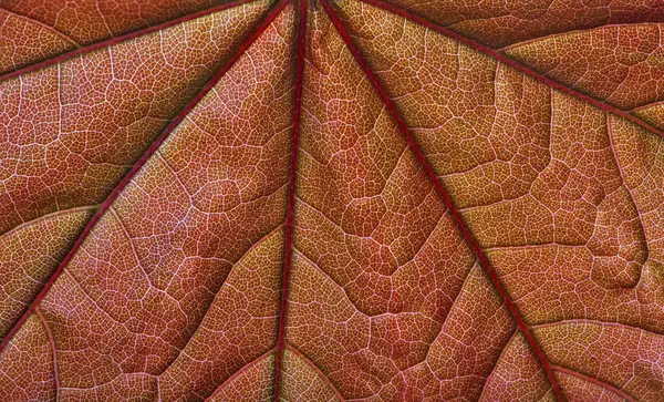 Macro Photo Feuille Orange Rouge — Photo