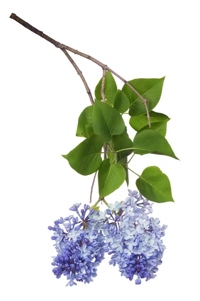 Luz Azul Lilás Flores Isoladas Fundo Branco — Fotografia de Stock