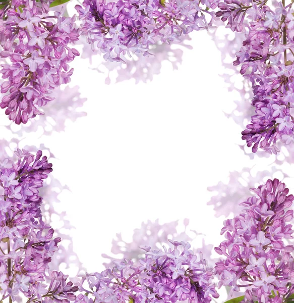 Beyaz Arka Plan Üzerinde Izole Işık Çiçek Leylak Çerçeve — Stok fotoğraf