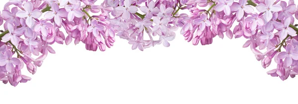 Light Lilac Flower Spripe Isolated White Background — Stock Photo, Image