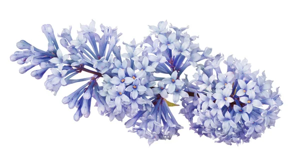 Lila Blüten Isoliert Auf Weißem Hintergrund — Stockfoto
