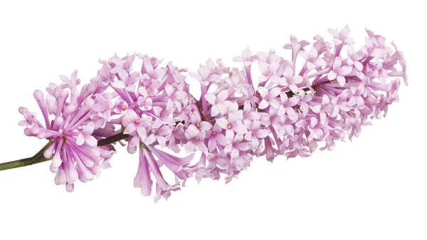 Light Lilac Flowers Isolated White Background — Stock Photo, Image