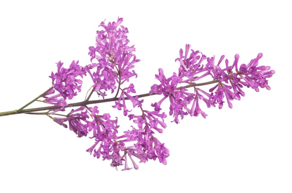 白い背景に孤立した紫色のライラックの花 — ストック写真