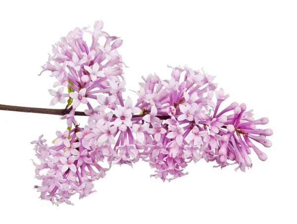 Ljus Lila Blommor Isolerad Vit Bakgrund — Stockfoto