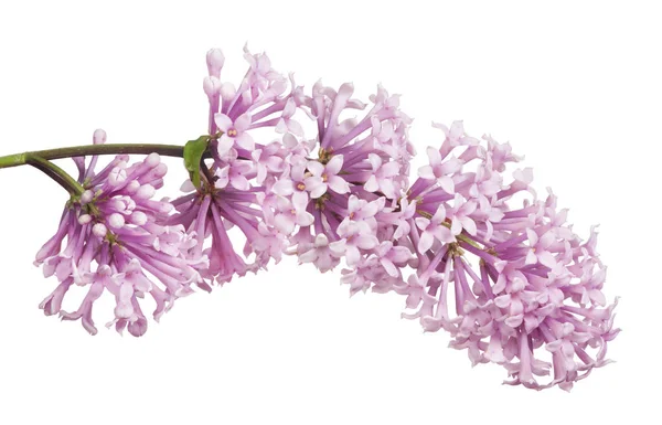 Ljus Lila Blommor Isolerad Vit Bakgrund — Stockfoto