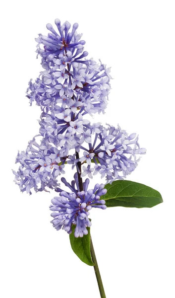 Flores Color Azul Claro Aisladas Sobre Fondo Blanco — Foto de Stock
