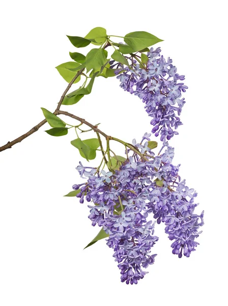 Fleurs Lilas Clair Isolé Sur Fond Blanc — Photo