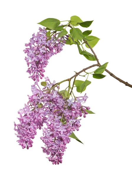 白い背景に孤立した薄紫色の花 — ストック写真
