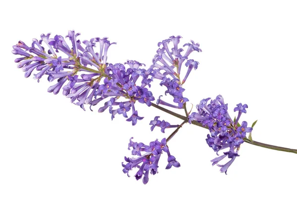 白い背景に孤立した薄紫色の花 — ストック写真