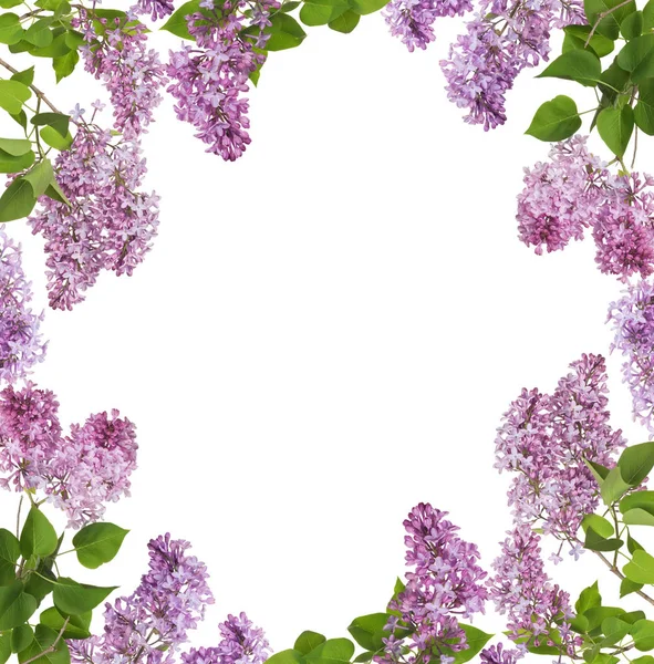 Light Lilac Flowers Frame Isolated White Background — Stock Photo, Image