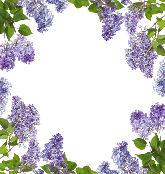 Light Lilac Flowers Frame Isolated White Background — Stock Photo, Image