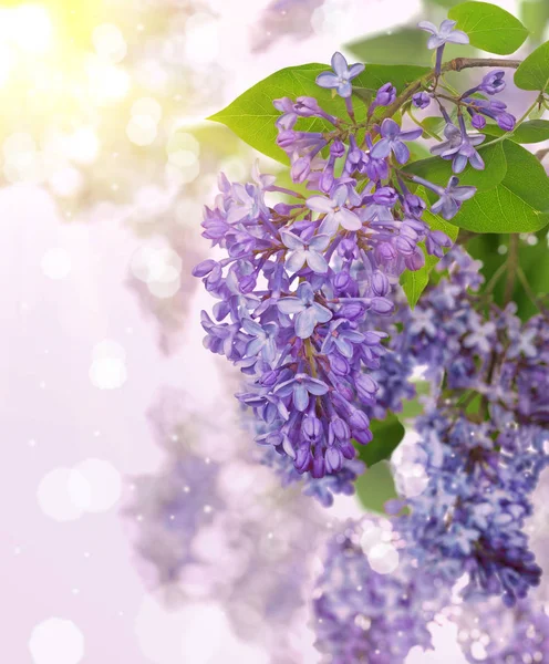 Hellblaue Lila Blüten Auf Hellem Hintergrund — Stockfoto