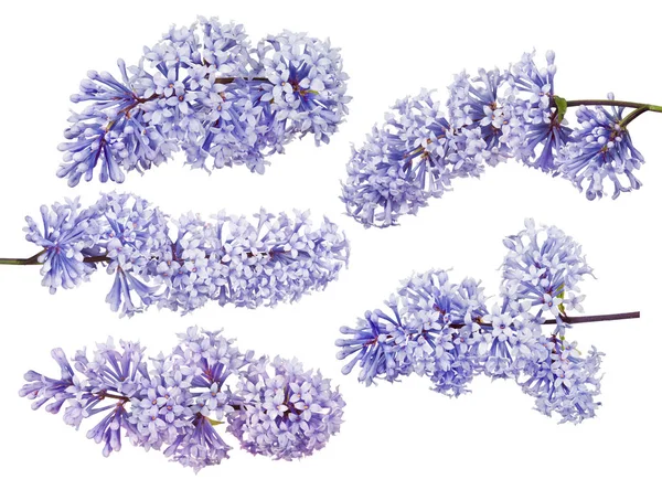 라일락 꽃들이 배경에 고립되어 — 스톡 사진