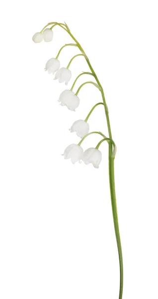 Maiglöckchen Blüten Isoliert Auf Weißem Hintergrund — Stockfoto