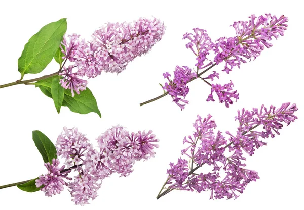 淡淡的淡紫色花朵 白色背景隔离 — 图库照片
