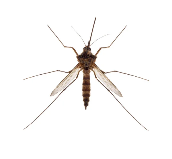 Pequeno Mosquito Isolado Fundo Branco — Fotografia de Stock