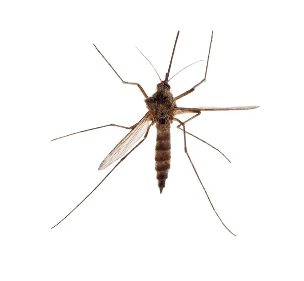 Small Mosquito Isolated White Background — Stock Photo, Image