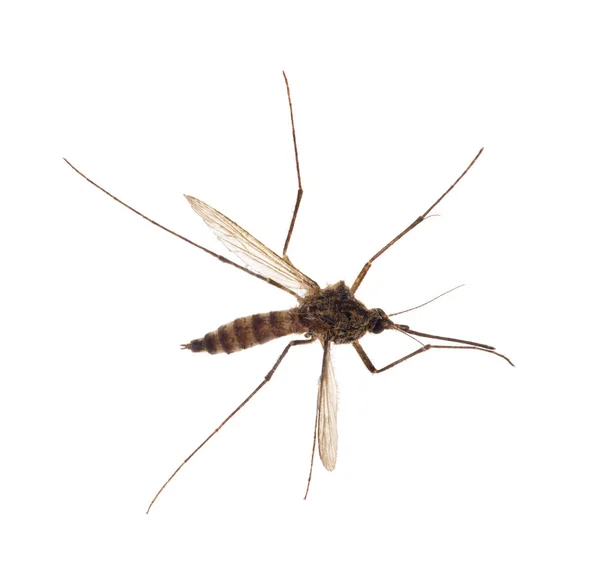 Pequeño Mosquito Aislado Sobre Fondo Blanco — Foto de Stock