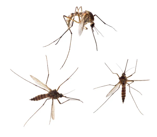 Koleksi Nyamuk Diisolasi Pada Latar Belakang Putih — Stok Foto