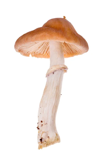Gypsy Mushroom Isolated White Background — Stock Photo, Image