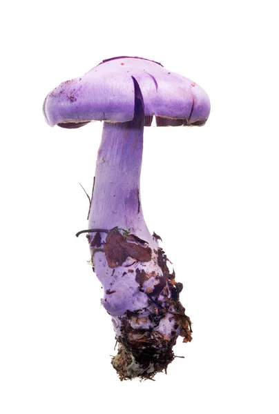Jamur Lilac Terang Diisolasi Pada Latar Belakang Putih — Stok Foto
