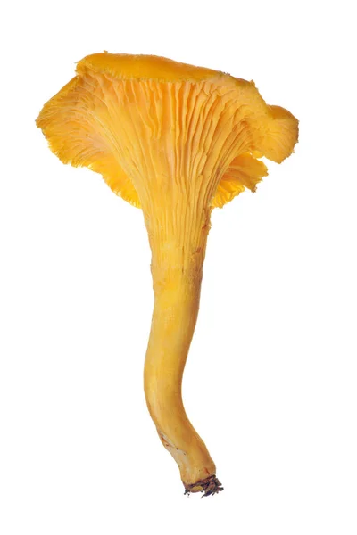 Желтый Chanterelle Изолированы Белом Фоне — стоковое фото