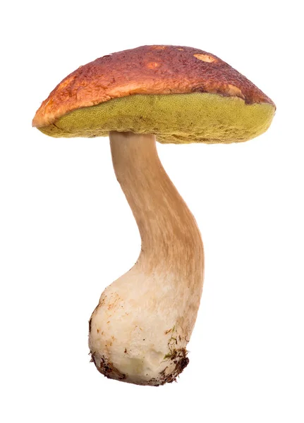 Large Cep Mushroom Isolated White Background — Stock Photo, Image