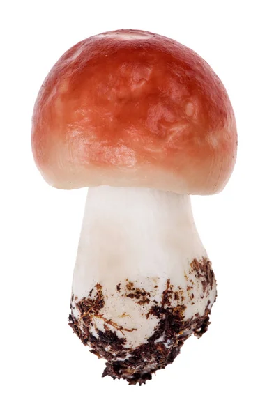 Pequeno Cogumelo Russula Vermelho Isolado Fundo Branco — Fotografia de Stock