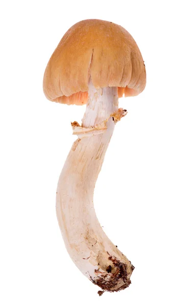 Gypsy Mushroom Isolated White Background — Stock Photo, Image