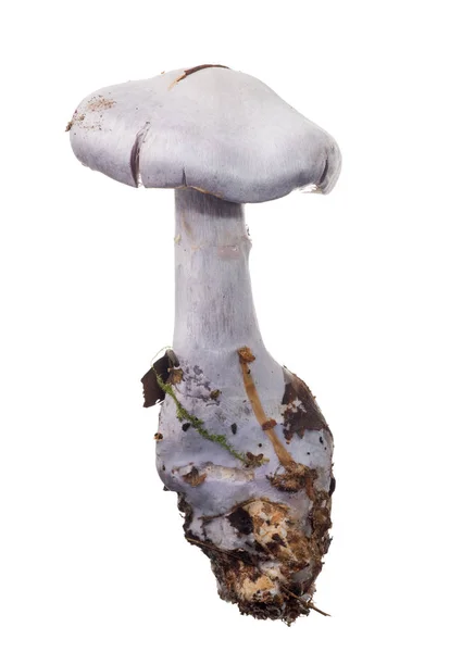 Champignon Lilas Clair Isolé Sur Fond Blanc — Photo