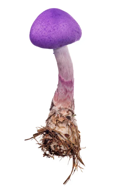 Jamur Lilac Kecil Diisolasi Pada Latar Belakang Putih — Stok Foto