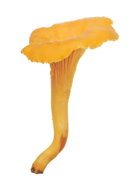 Желтый Chanterelle Изолированы Белом Фоне — стоковое фото