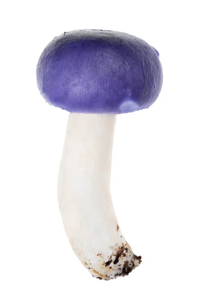 Pequeno Cogumelo Russula Azul Escuro Isolado Fundo Branco — Fotografia de Stock