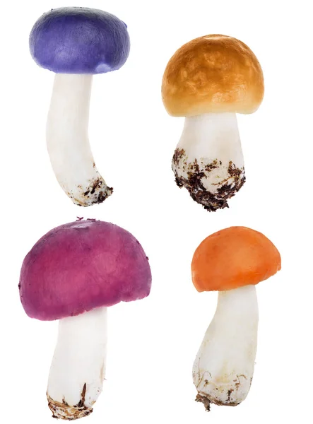Serie Colori Russula Funghi Isolati Sfondo Bianco — Foto Stock
