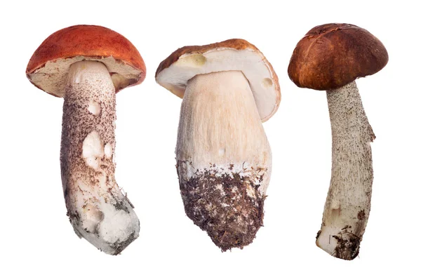 Set Mushrooms Isolated White Background — Stock Photo, Image