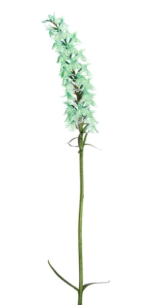 Fiori Orchidea Verde Isolati Sfondo Bianco — Foto Stock