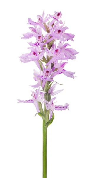 Flores Orquídea Rosa Aisladas Sobre Fondo Blanco —  Fotos de Stock