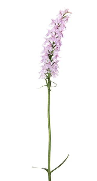 Rosa Orchideenblüten Isoliert Auf Weißem Hintergrund — Stockfoto
