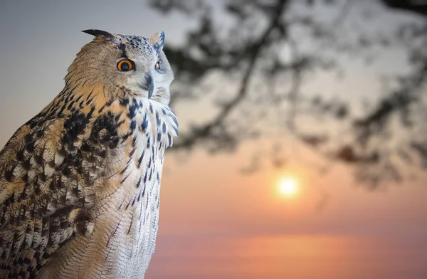 猫头鹰画像在冬天日落背景 — 图库照片