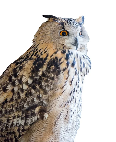 Big Eagle Owl Isolated White Background — Stock Photo, Image